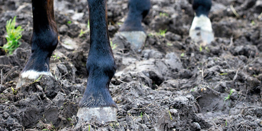 Seedy Toe and White Line Disease - Cause and Treatment-Missy's Bucket