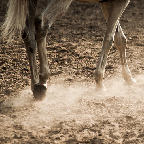 Joint FX-Missy's Bucket