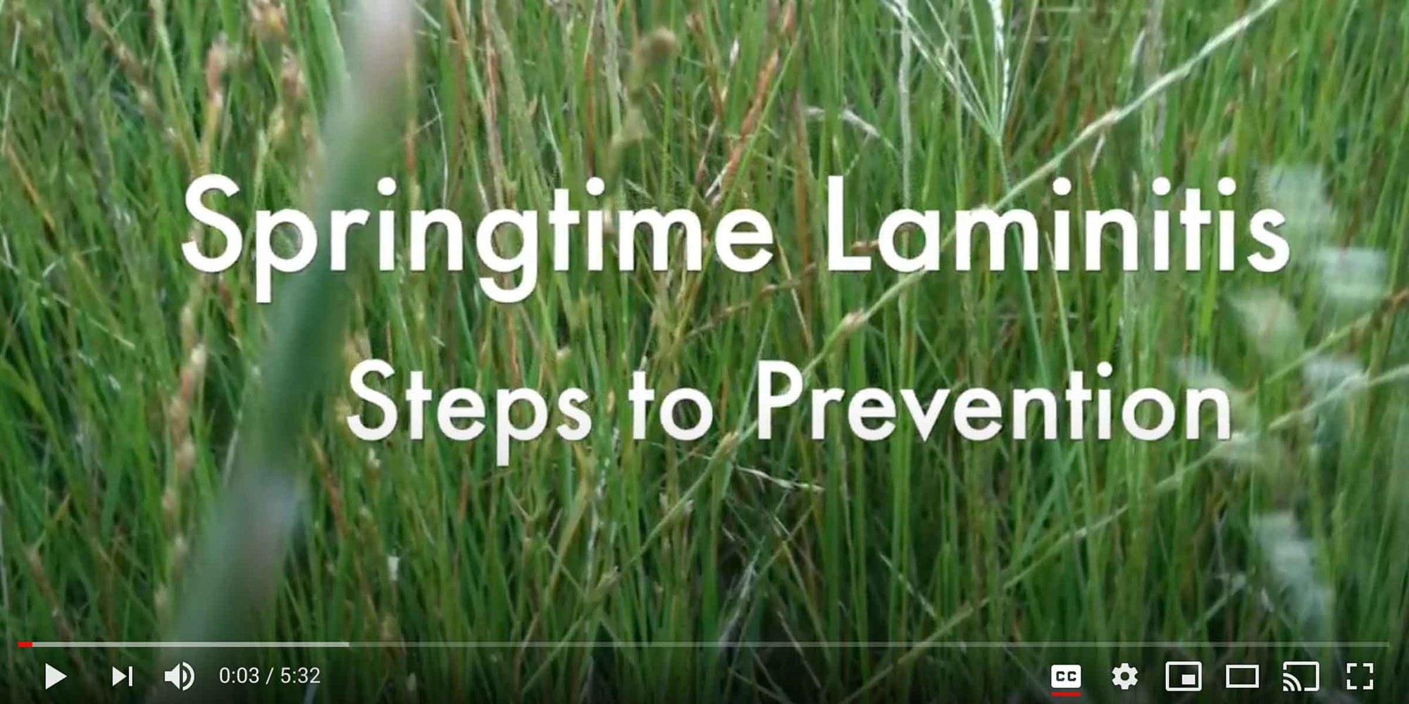 Springtime Laminitis & Steps To Prevention-Missy's Bucket
