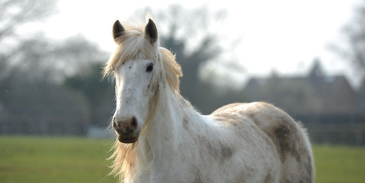 Horse Care In Winter-Missy's Bucket