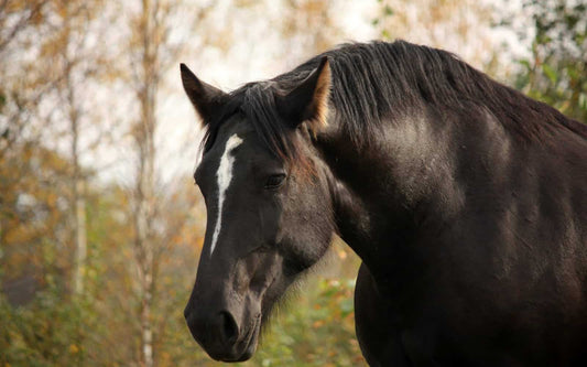 Laminitis - What Does it Actually Look Like?-Missy's Bucket