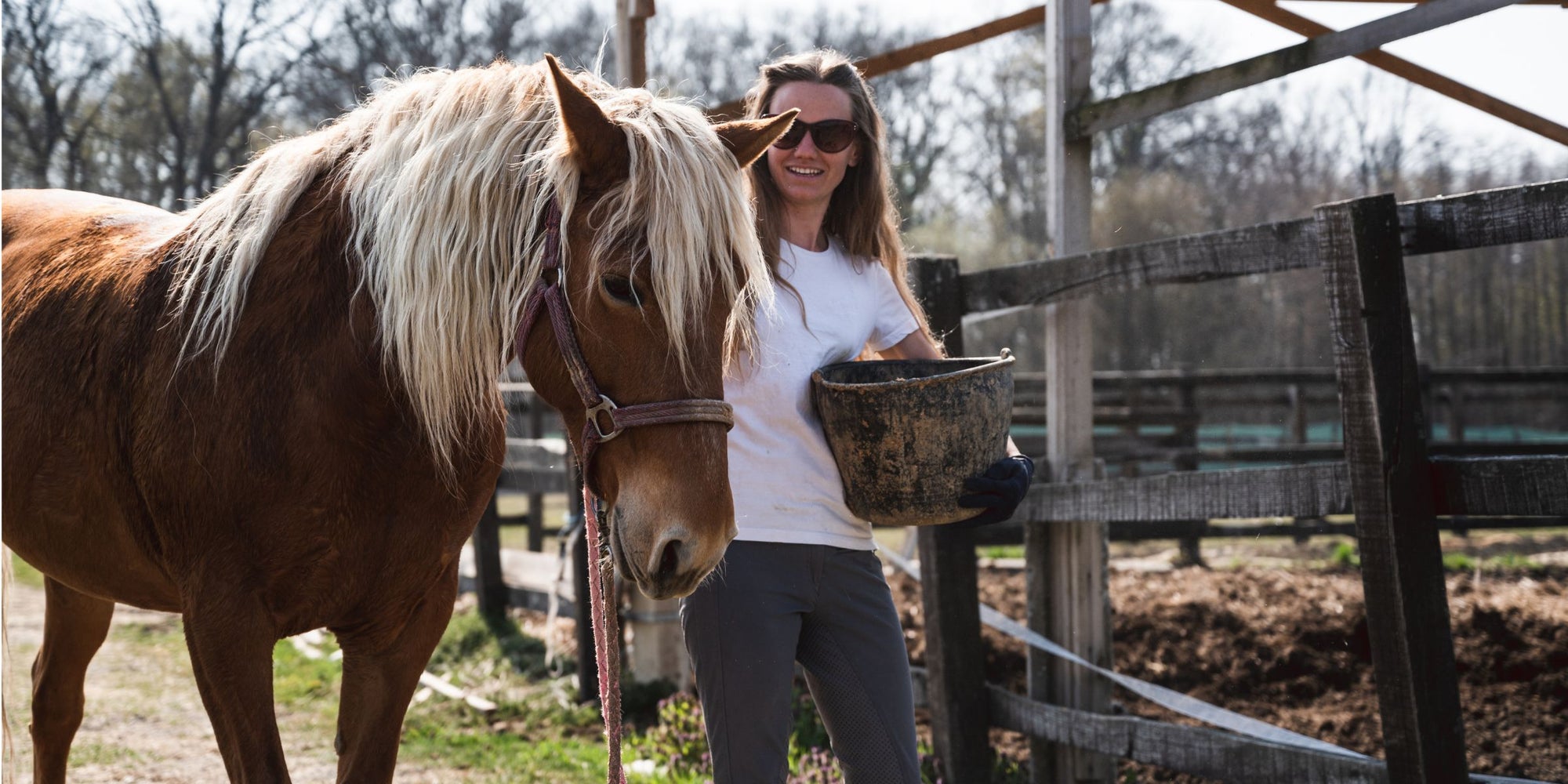 Comprehensive Guide to Equine Diet: Managing Equine Metabolic Syndrome (EMS) and PPID/Cushing's Disease with Nutritional Support