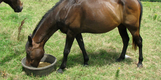 Biotin for Hoof Health-Missy's Bucket