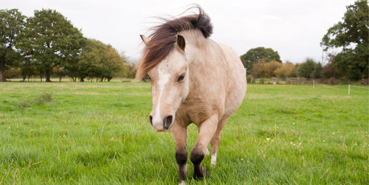 Rethinking the Role of Bute when Managing Laminitis