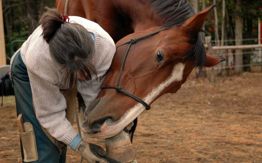 Hoof Supplements - Does My Horse Need One?-Missy's Bucket