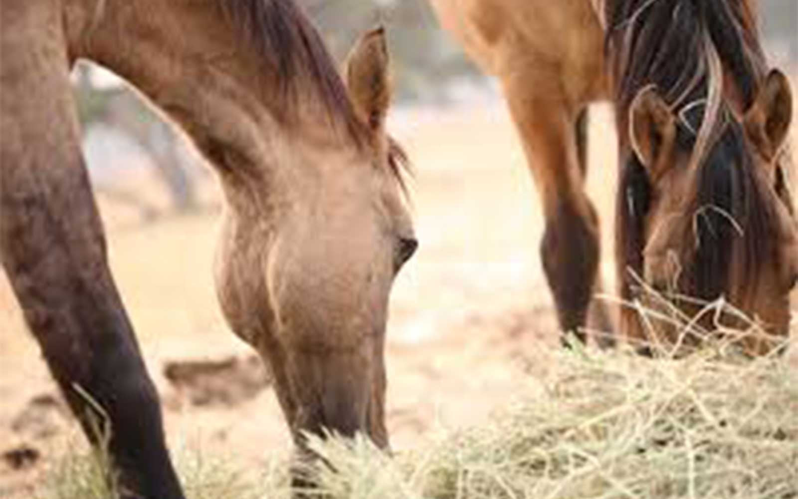 Got A Fussy Eater?-Missy's Bucket