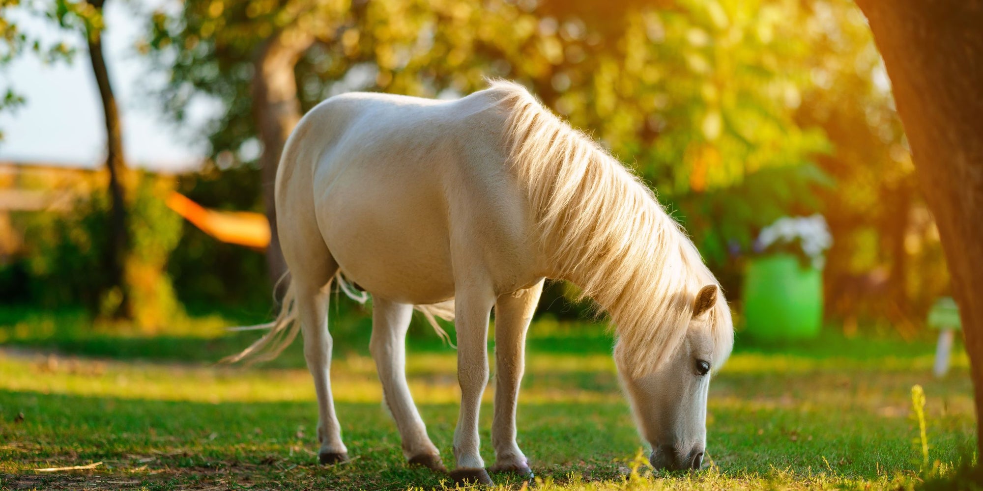 Understanding Equine Metabolic Syndrome (EMS)