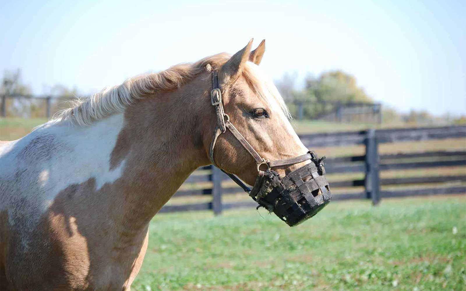 Horse Muzzles - Tips and Tricks for Use - Missy's Bucket