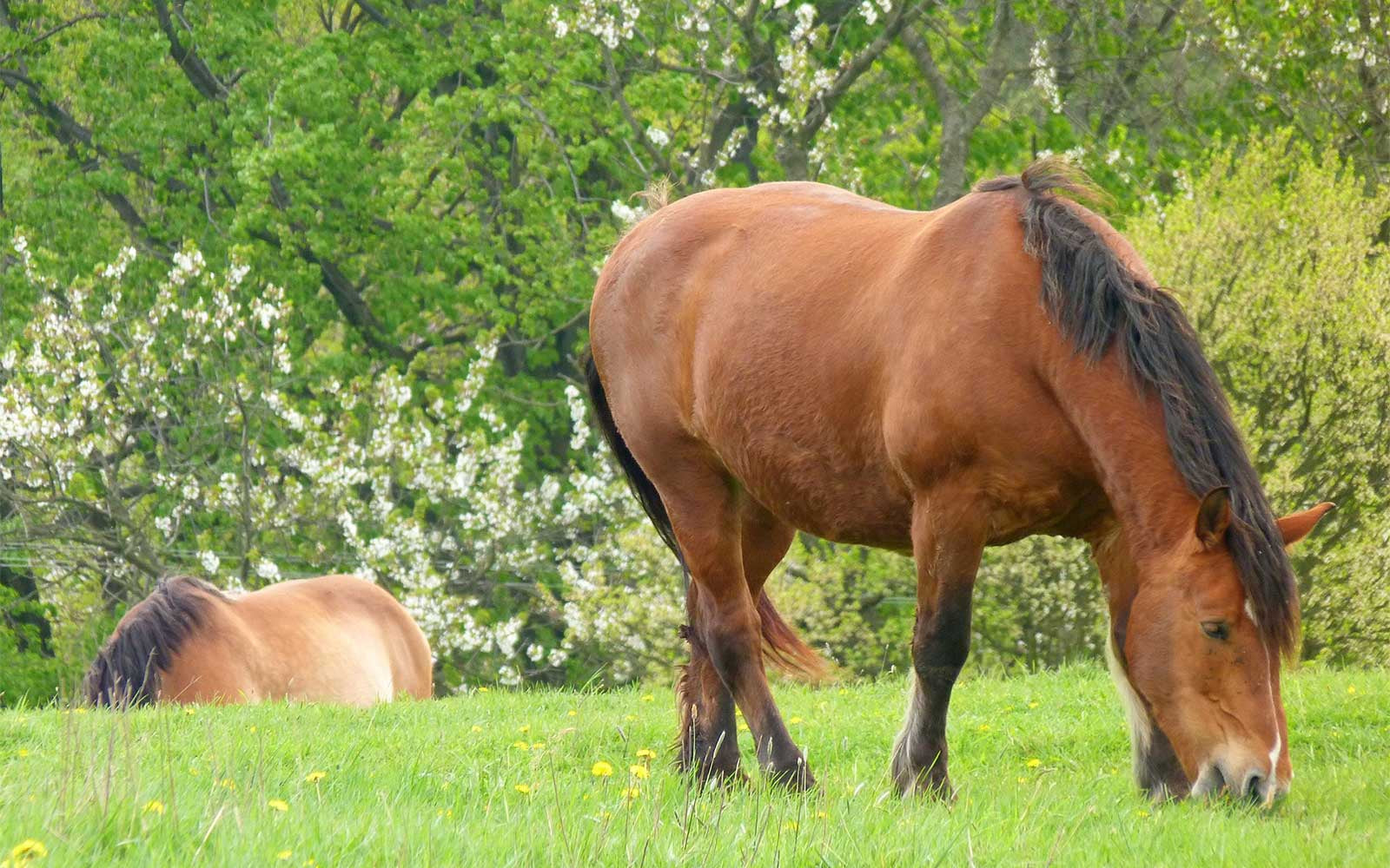 Laminitis - Definition and Causes explained-Missy's Bucket