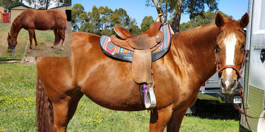 Missy's Bucket Case Study: Alaska