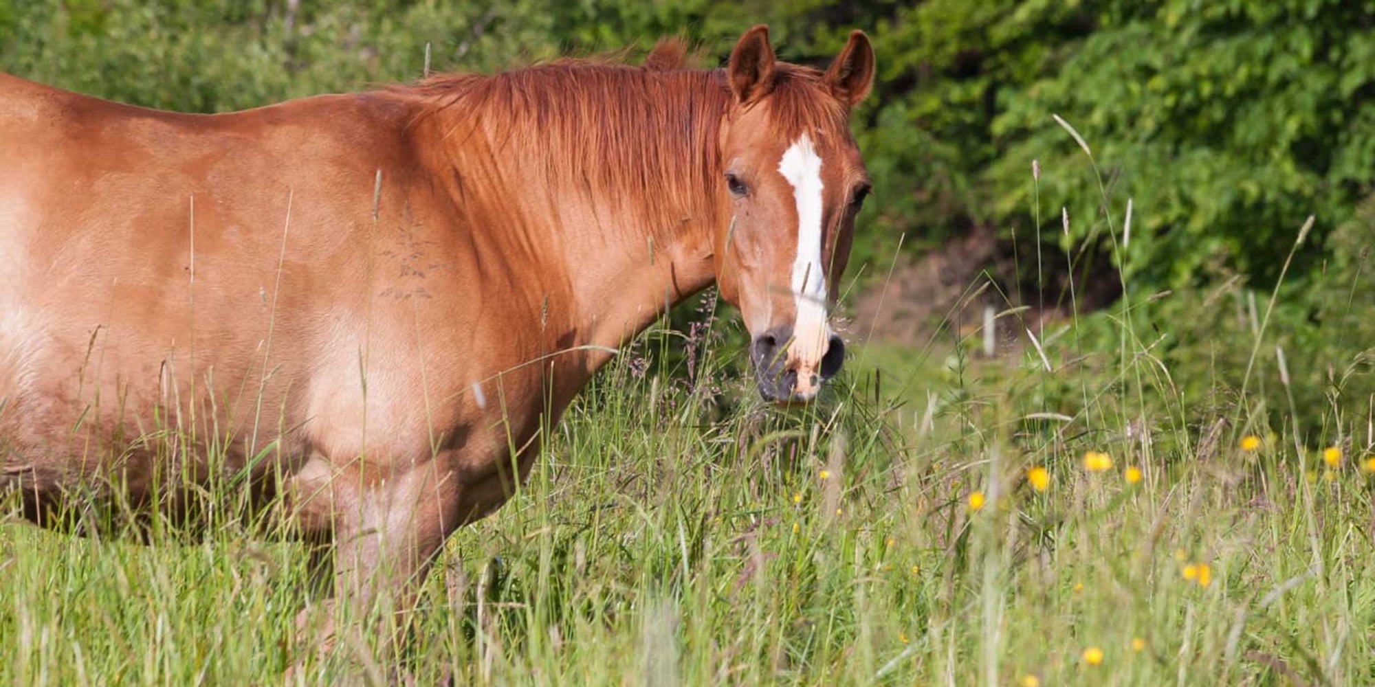 Help. My Horse Has Laminitis! Where Do I Start?