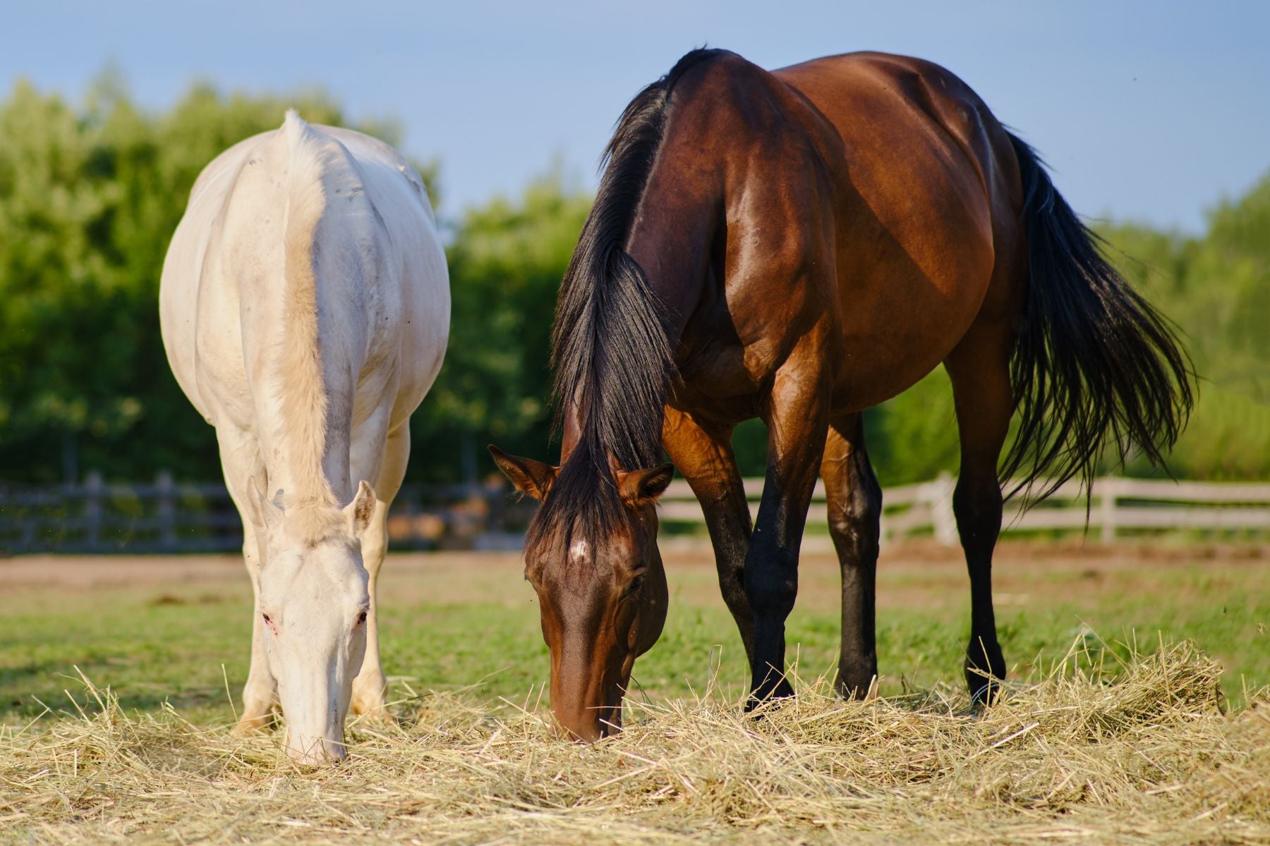 How and Why to Feed Biotin to Horses: A Comprehensive Guide - Missy's ...