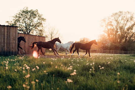 Why Warm Winters Increase Laminitis Risks and How to Protect Your Horse