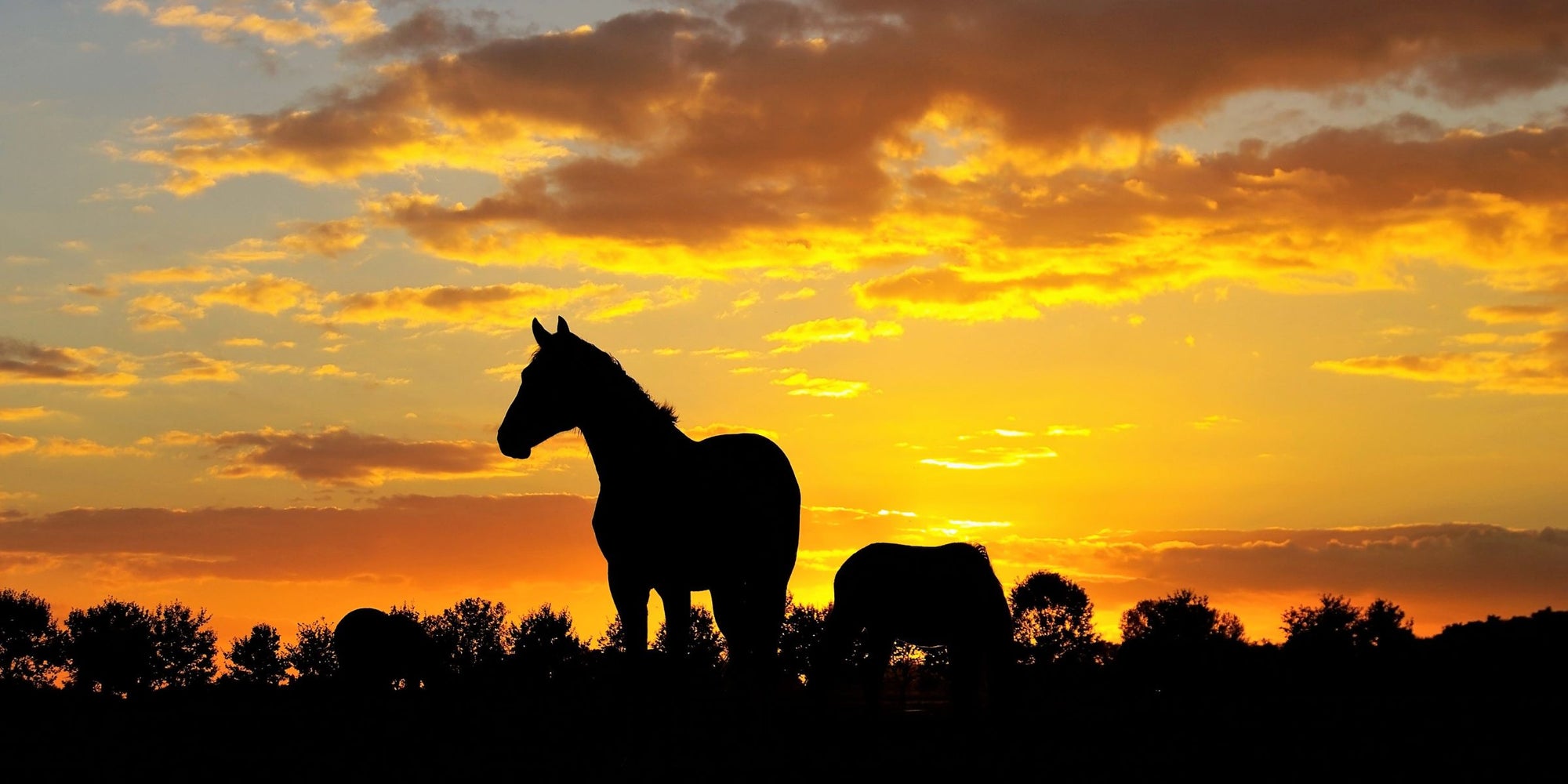 Ensuring Your Horse's Nutritional Needs are Met in the Heat: The Role of Supplements in Summer
