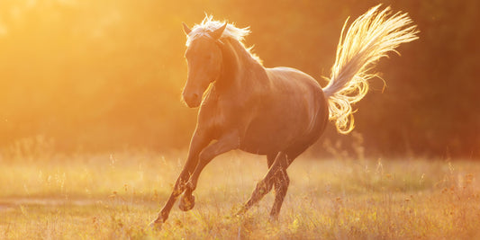 Preventing Summer Health Hazards: A Guide to Supplements and Care for Horses