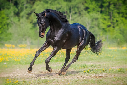 Start Now To Achieve the Best Summery Coat Possible For Your Horse