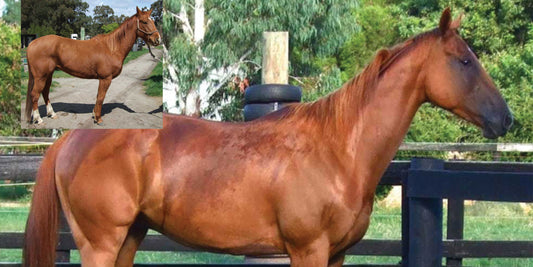 Missy's Bucket Case Study: Breeze