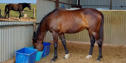 Missy's Bucket Case Study: Charlie