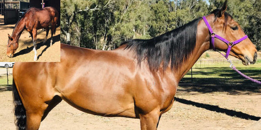 Missy's Bucket Case Study: Chloe