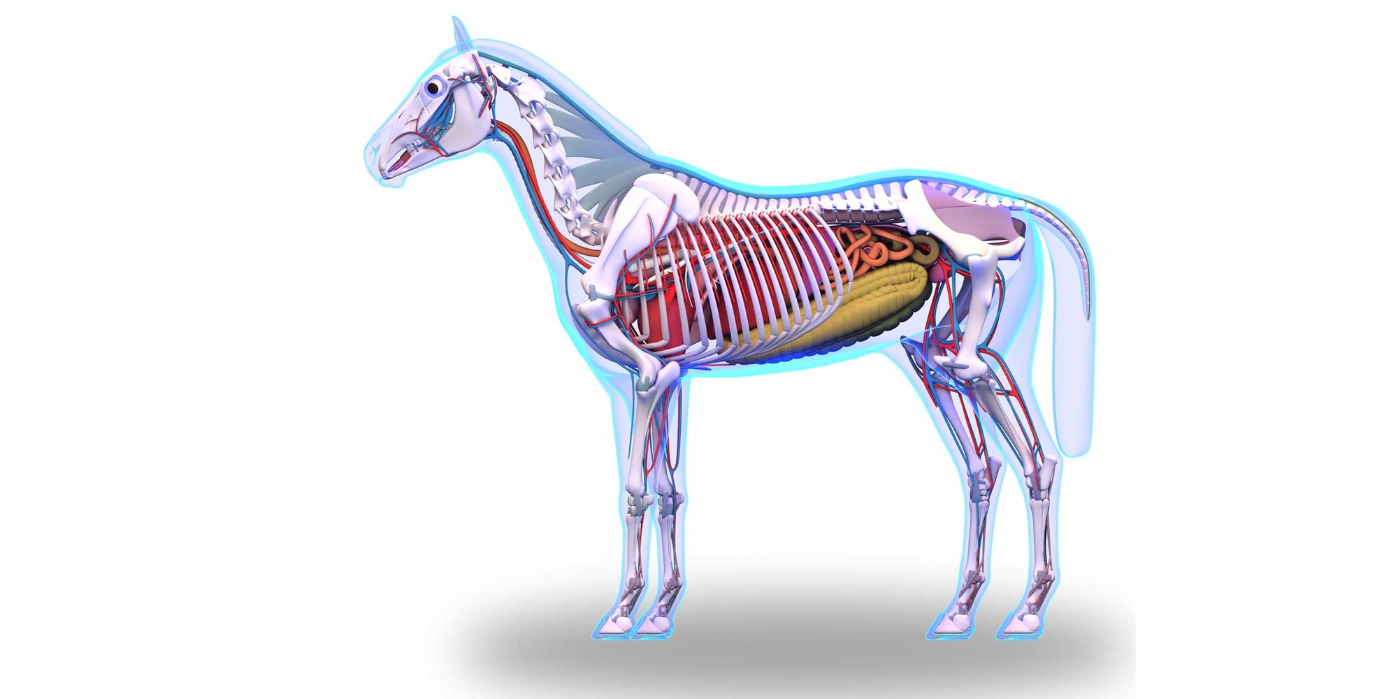 The Equine Microbiome