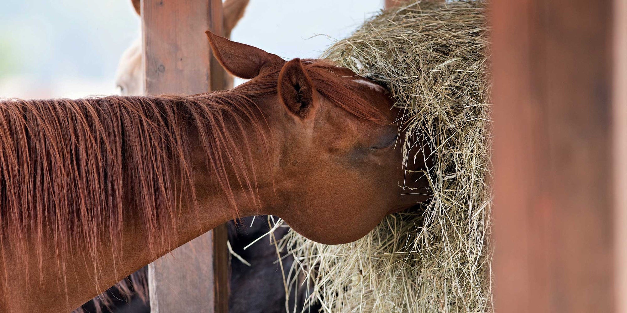 Feeding Considerations for Horses On Hay Diets
