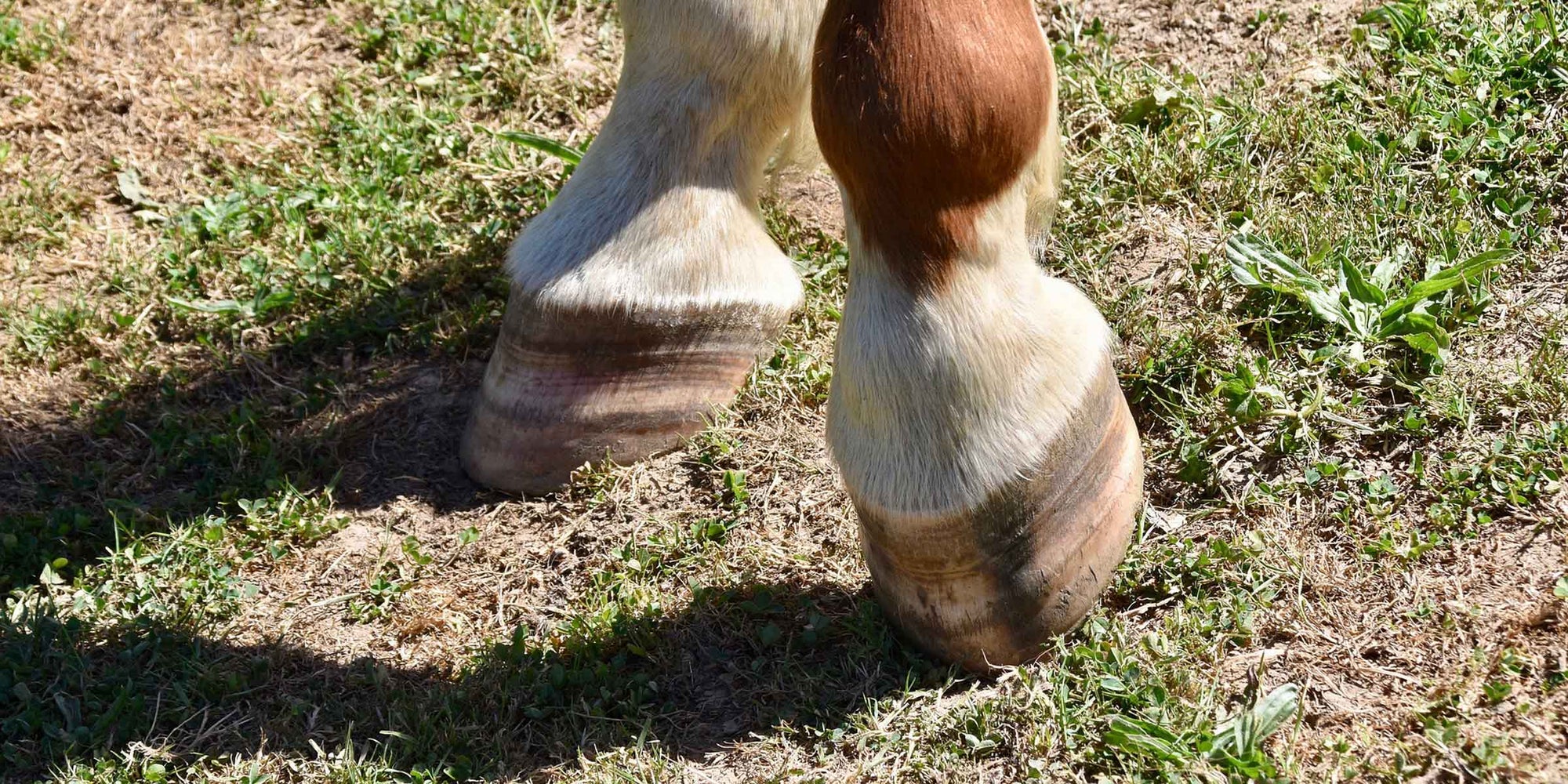 Top 3 Tips For Healthy Horse Hooves