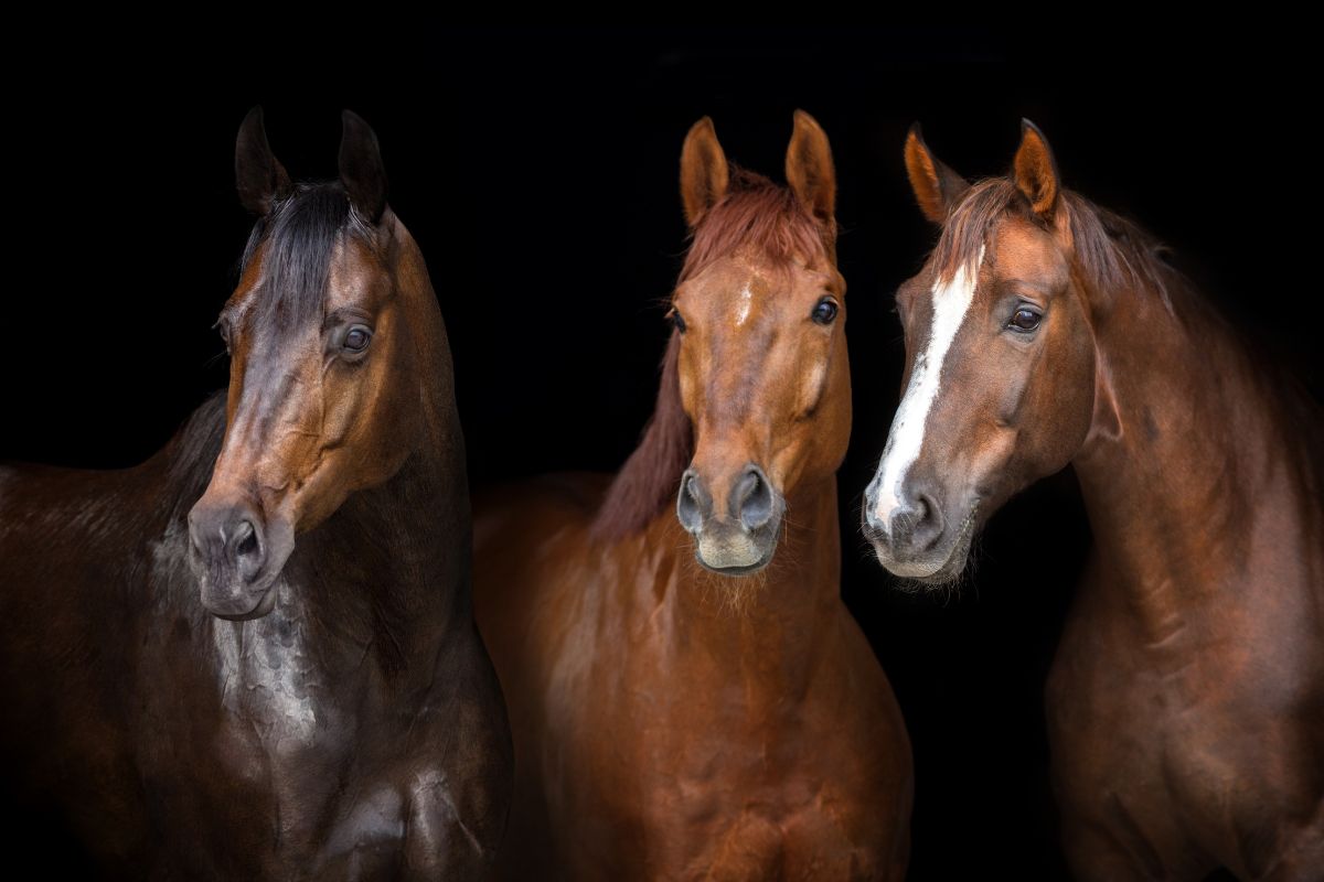 What Horse Supplements Should Not Be Mixed