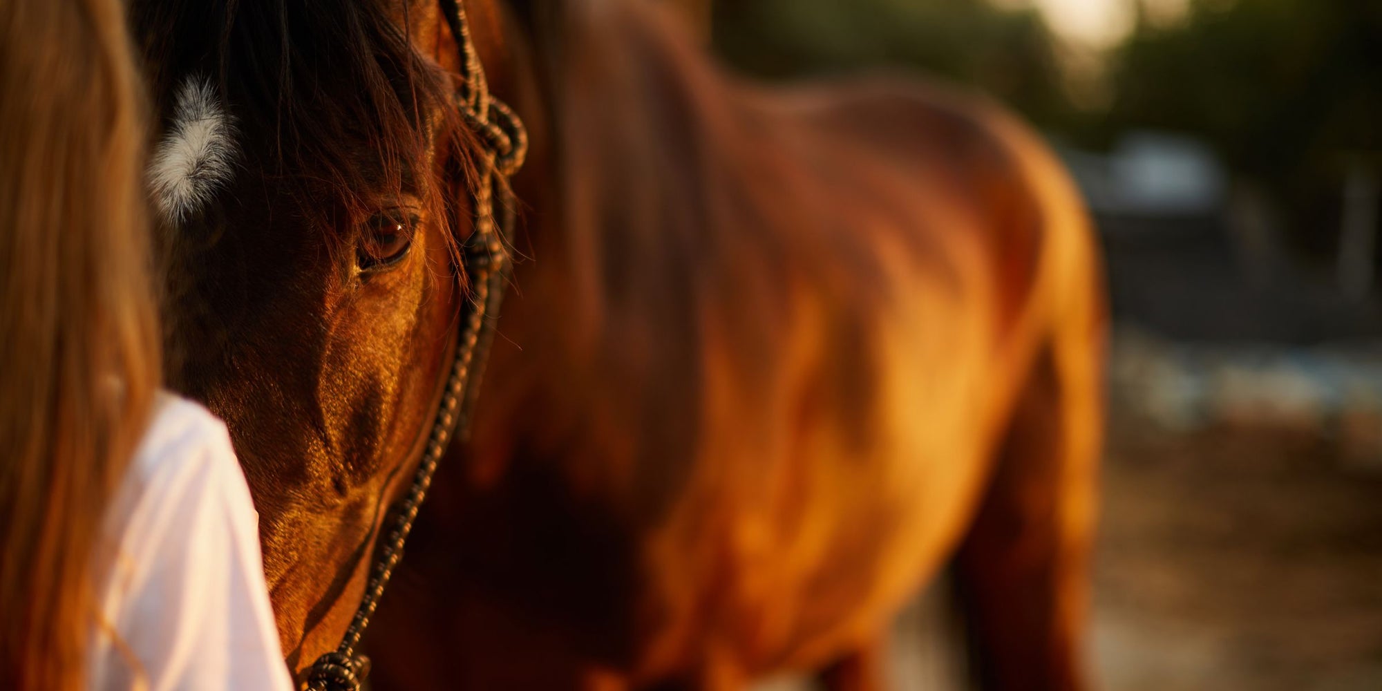 Understanding Insulin Resistance in Horses and Winter Care