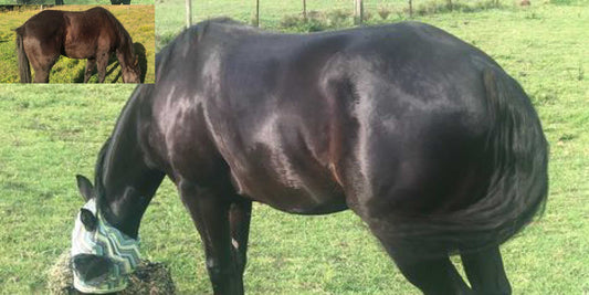 Missy's Bucket Case Study: Luna