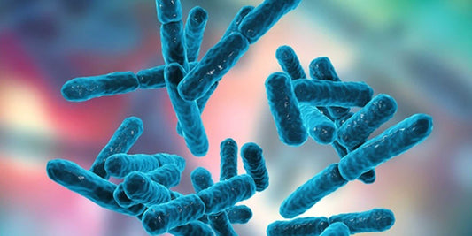 Prebiotics & Probiotics. What Are They And How Do They Help My Horse?