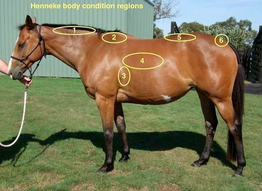 Understanding Body Conditioning Score: Your Horse’s Health Card