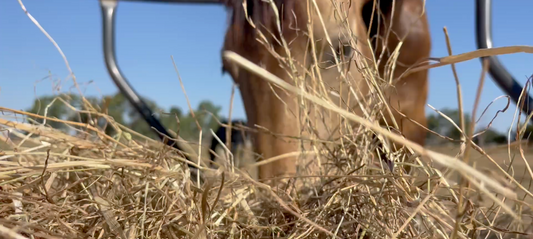 Spring Is Coming... And So Are the Mycotoxins