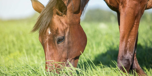 Supporting The Horse's Mircobiome