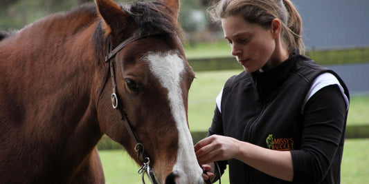 Missy - The Horse That Started This Journey