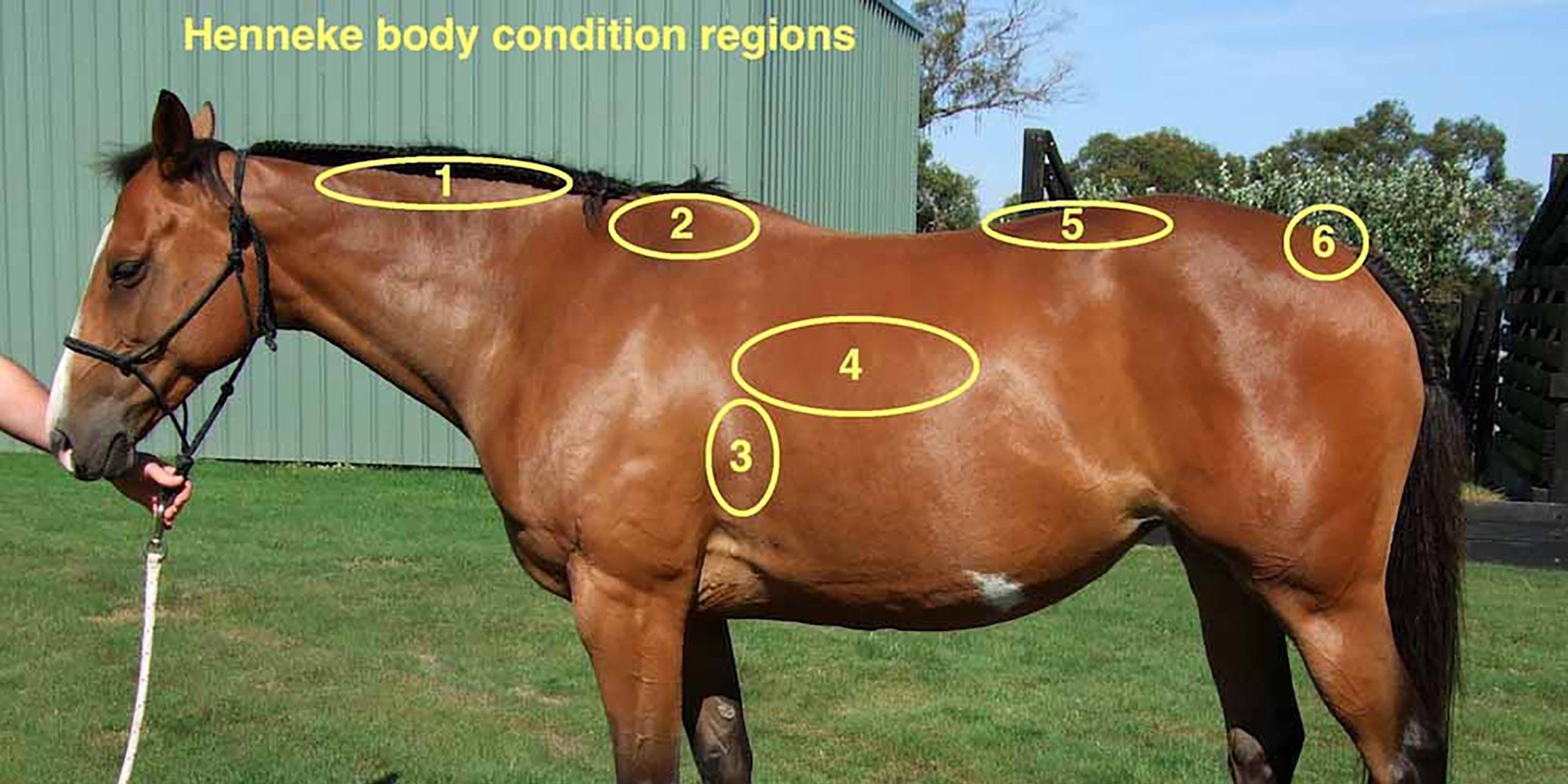 Monitoring Body Condition for Optimal Health – Missy's Bucket