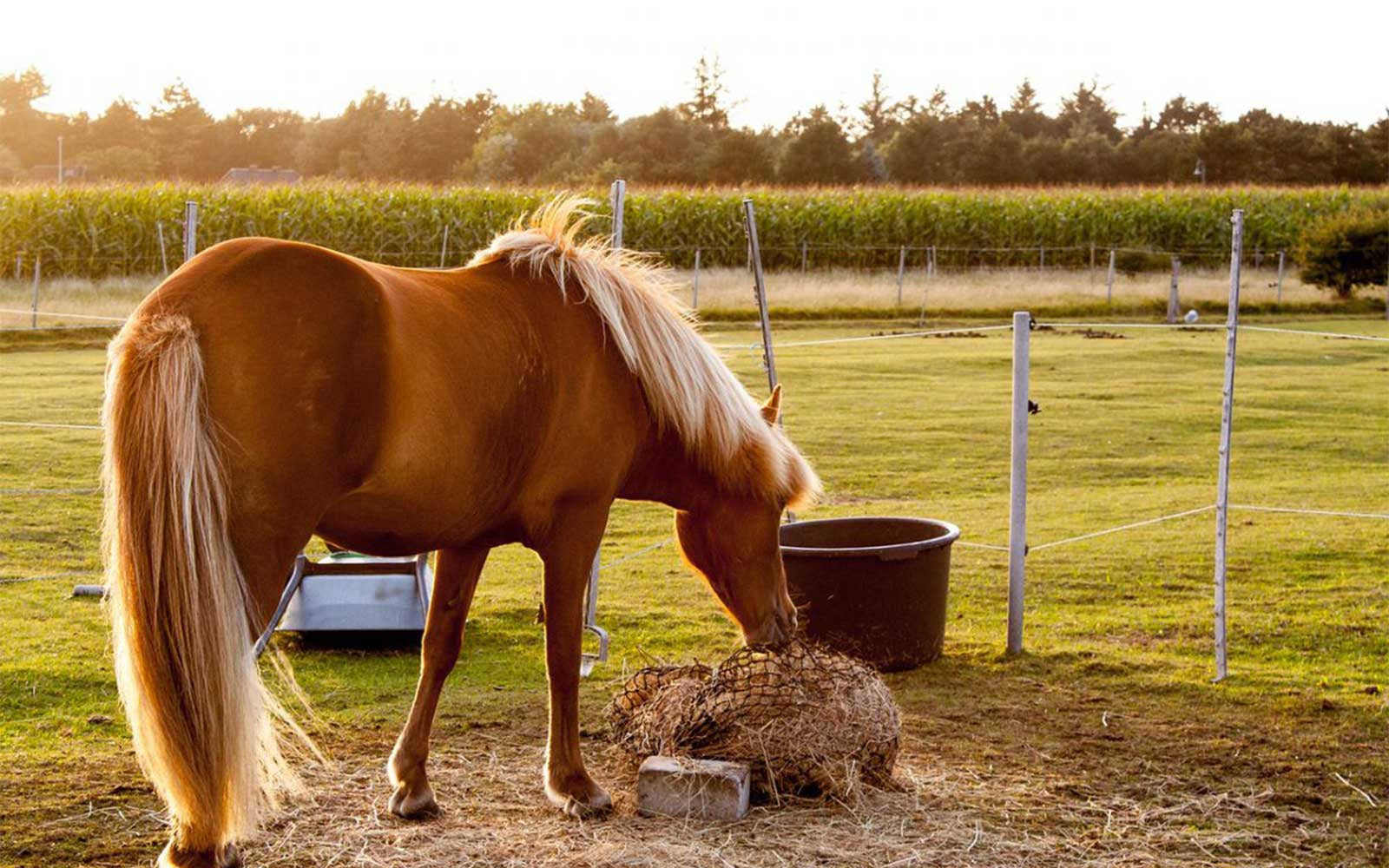 Laminitis What Should I Feed My Horse? Missy's Bucket