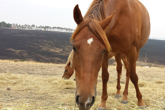 After the Fire: Caring for Your Horse Post-Bushfire
