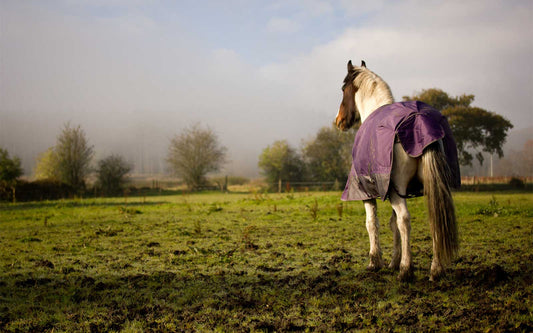 Tips For Feeding Horses During Winter-Missy's Bucket