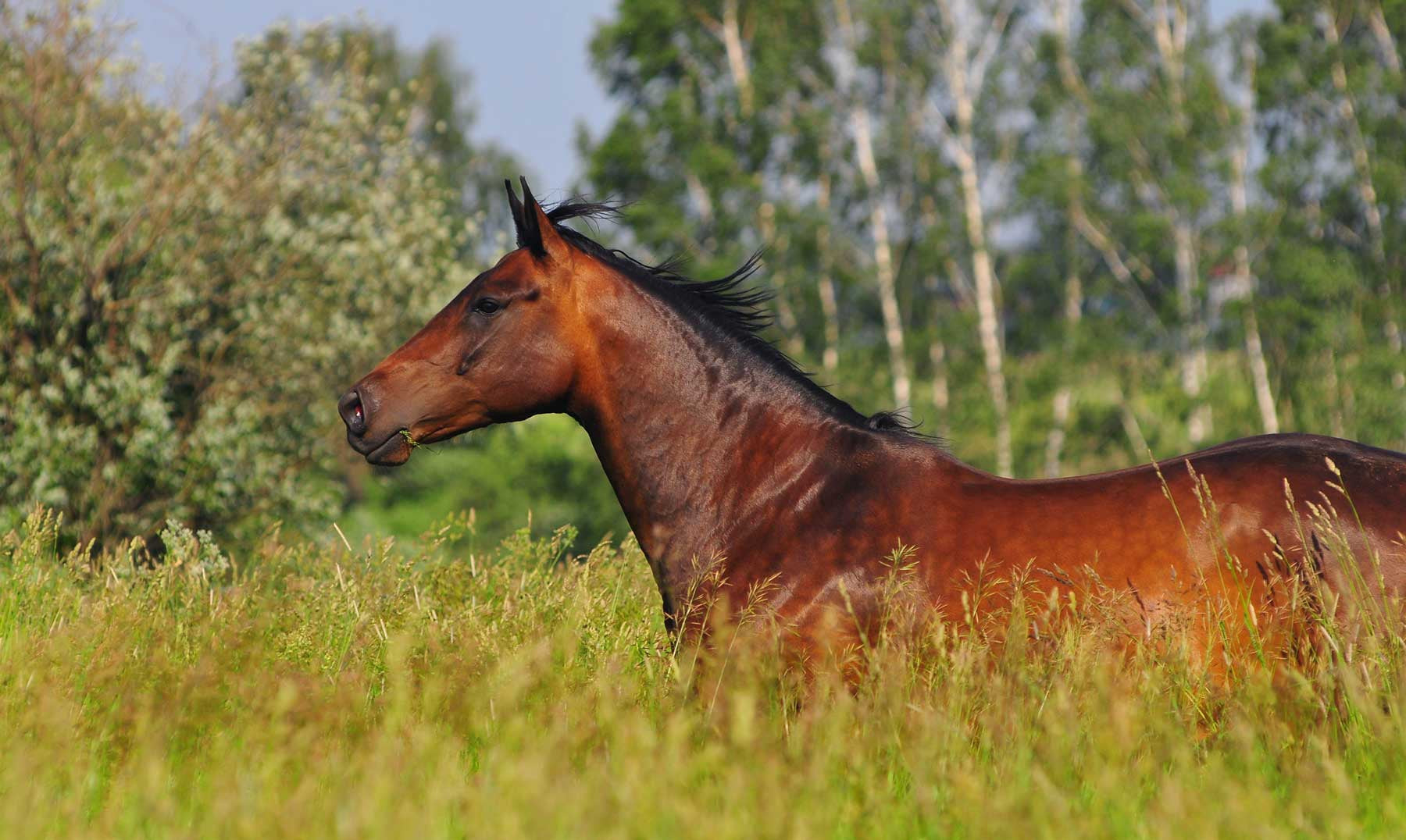 Copper Is Essential To Your Horse's Diet : Check The Symptoms, Could Your Horse Be Deficient?-Missy's Bucket