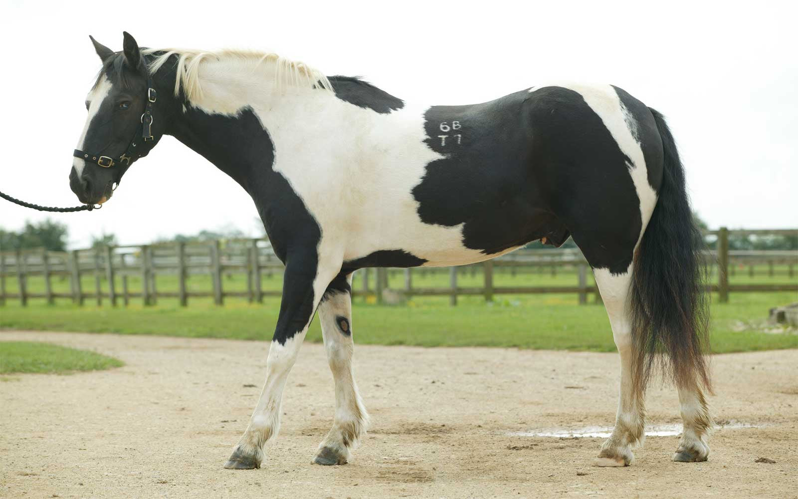 Laminitis - What Happens Inside The Hoof?-Missy's Bucket