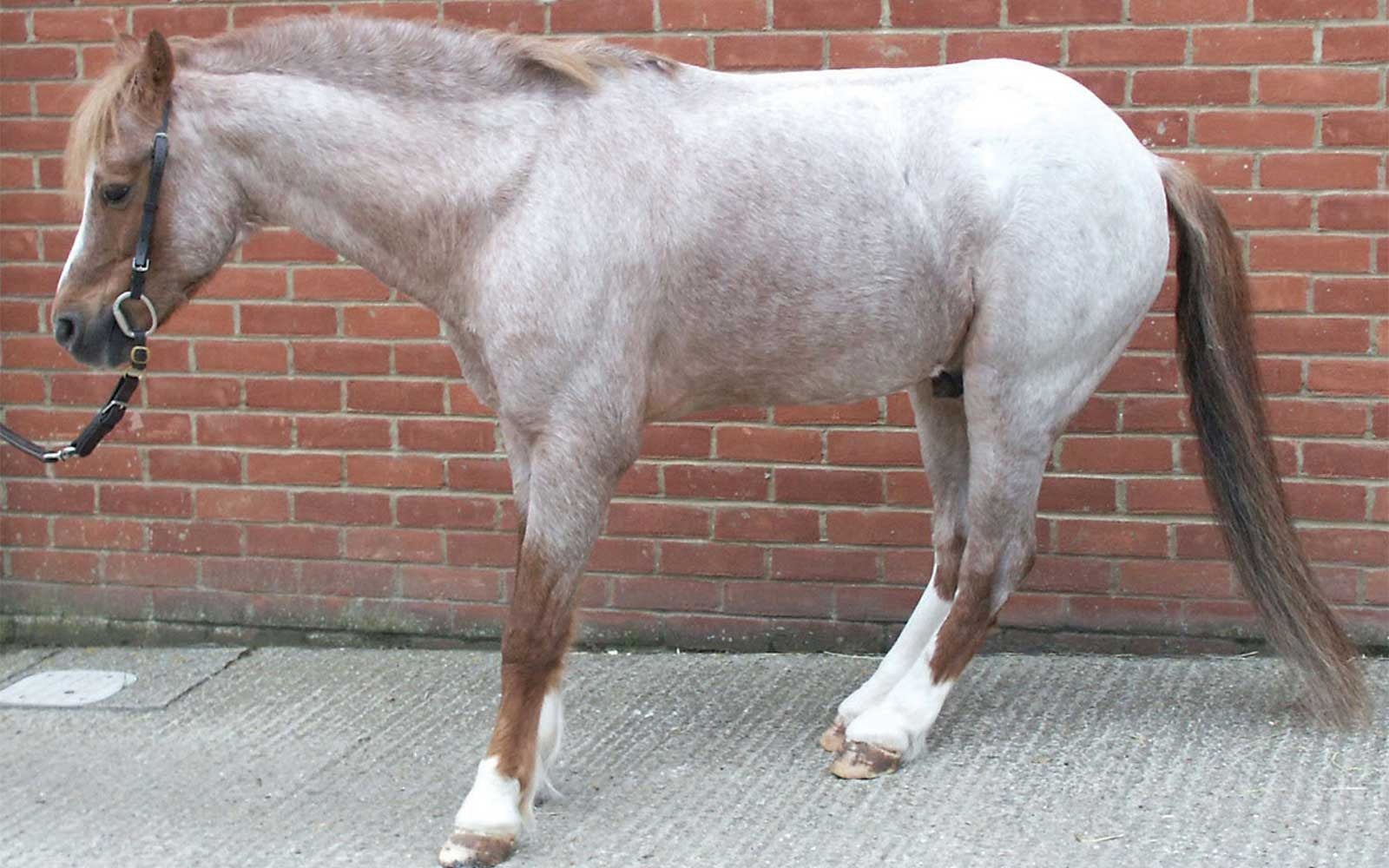Laminitis - Does My Horse Need Pain Relief?-Missy's Bucket