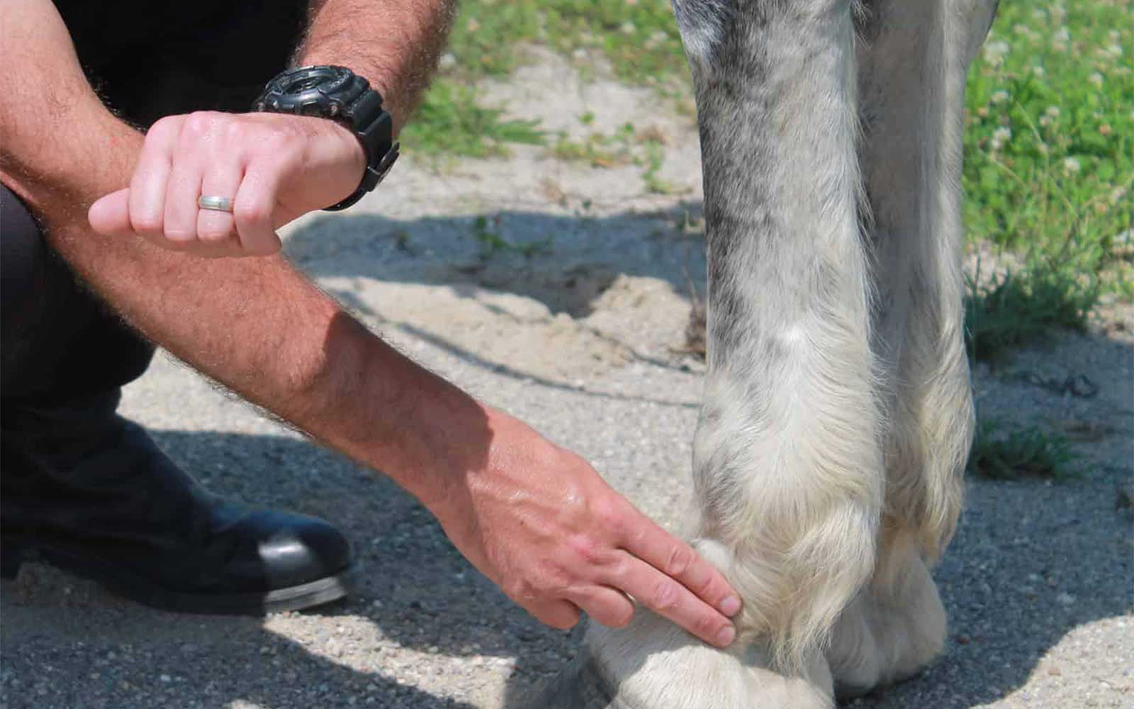 Laminitis - Digital Pulse And What Does It Feel Like?-Missy's Bucket