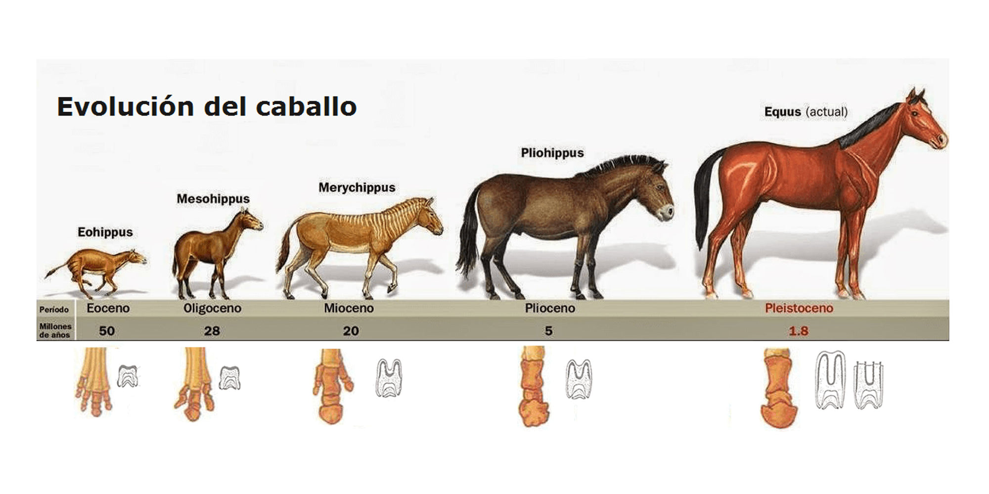 Equine Evolution, Teeth and Digestion