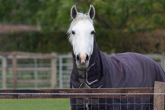 Winter Feeding Guide: Ensuring Optimal Nutrition for Your Horse