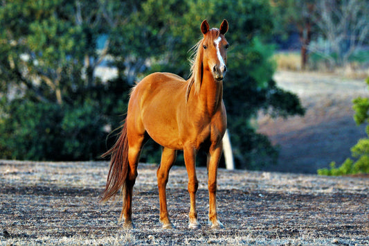 Feeding horses in drought conditions