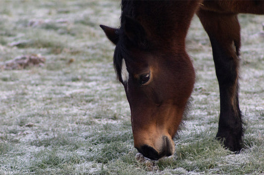 Winter Laminitis: The Hidden Risk Most Horse Owners Don't Think About