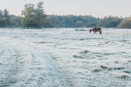 Why Winter Grass Can Be Just as Dangerous as Spring Pasture for Horses