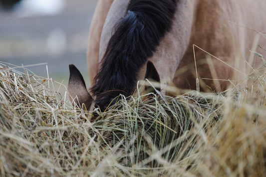All you have is Hay? Horses on hay only Diets
