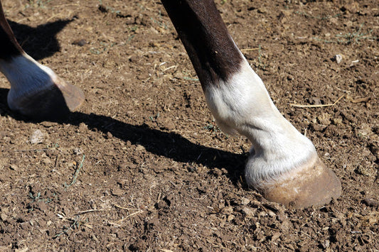How does Missy’s Bucket Gut-Plus support Laminitis?