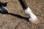 How does Missy’s Bucket Gut-Plus support Laminitis?